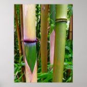 竹 ポスター (正面)