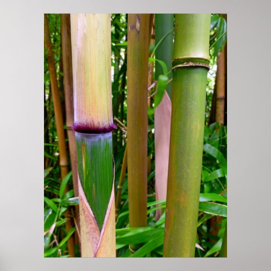 竹 ポスター (正面)