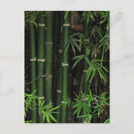 竹…Fao Rai, Nong Khai, Isaan, Thailand ポストカード (正面)