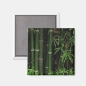 竹…Fao Rai, Nong Khai, Isaan, Thailand マグネット (正面/裏面)