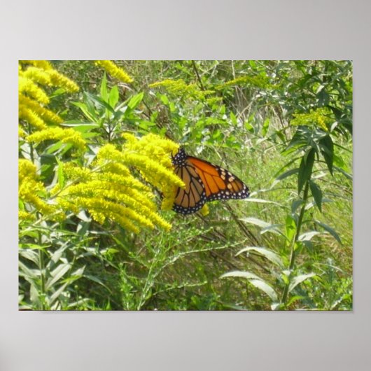 竿を放すと蝶が腐る ポスター (正面)