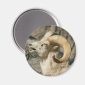 笑いのヒツジ マグネット (正面/裏面)