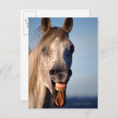 笑い馬 ポストカード (正面/裏面)