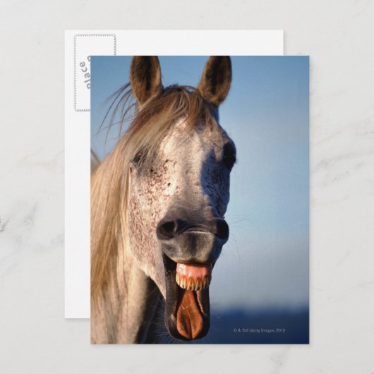 笑い馬 ポストカード (正面/裏面)