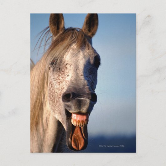 笑い馬 ポストカード (正面)