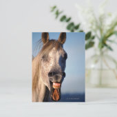 笑い馬 ポストカード (スタンド正面)