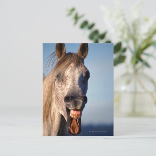 笑い馬 ポストカード (スタンド正面)