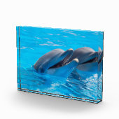 笑うイルカ フォトブロック (右)