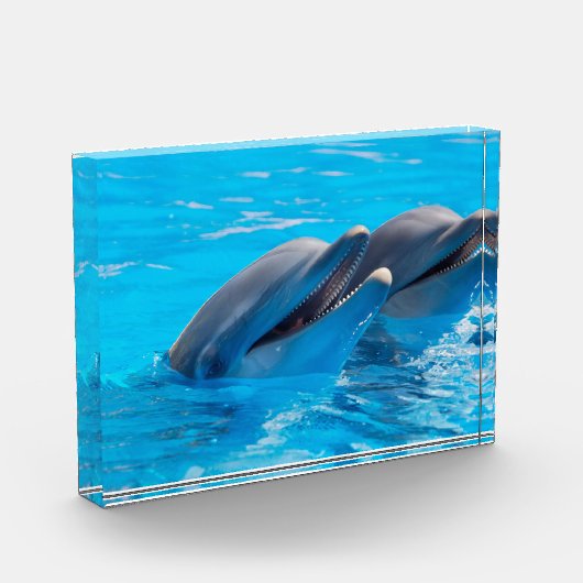 笑うイルカ フォトブロック (左)