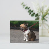 笑うチワワ ポストカード (スタンド正面)