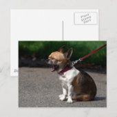 笑うチワワ ポストカード (正面/裏面)