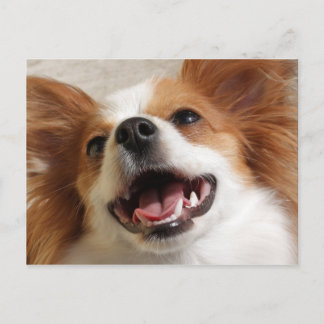 笑うパピヨン犬はがき ポストカード