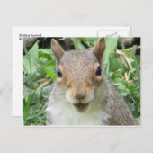 笑うリス ポストカード (正面/裏面)