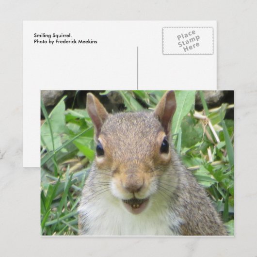 笑うリス ポストカード (正面/裏面)