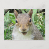 笑うリス ポストカード (正面)