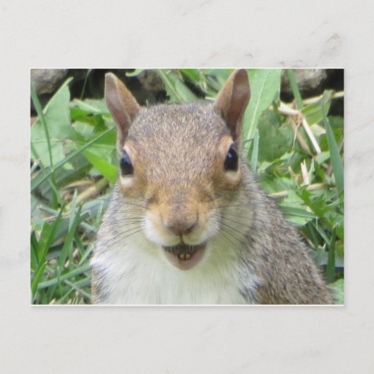 笑うリス ポストカード (正面)