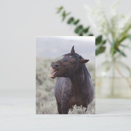 笑う馬 ポストカード (スタンド正面)