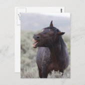 笑う馬 ポストカード (正面/裏面)