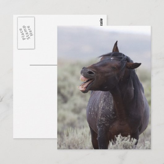 笑う馬 ポストカード (正面/裏面)