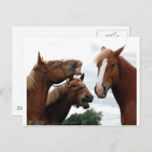 笑う馬 ポストカード (正面/裏面)