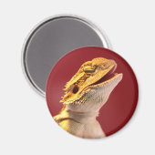 笑う髭のあるドラゴン マグネット (正面/裏面)