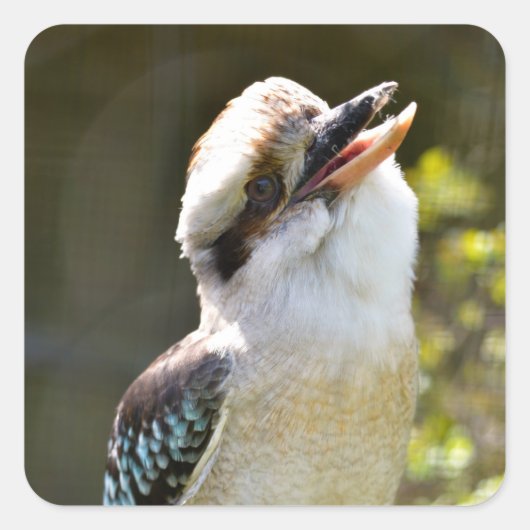 笑うKookaburraブランチ葉書Squに止まった スクエアシール (正面)