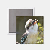 笑うKookaburraブランチ葉書Squに止まった マグネット (正面/裏面)