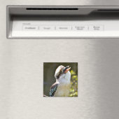 笑うKookaburraブランチ葉書Squに止まった マグネット (インサイチュ (食洗機))