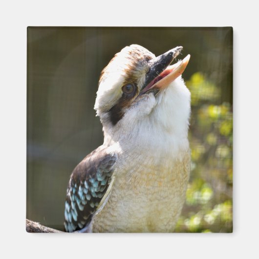 笑うKookaburraブランチ葉書Squに止まった マグネット (正面)
