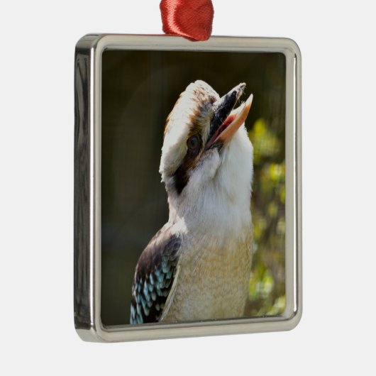 笑うKookaburraブランチ葉書Squに止まった メタルオーナメント (右)