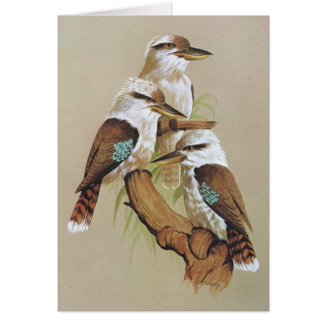 笑うKookaburra - Daceloのgigas (正面)