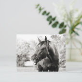 笑おもしろいい馬 ポストカード (スタンド正面)