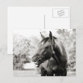 笑おもしろいい馬 ポストカード (正面/裏面)