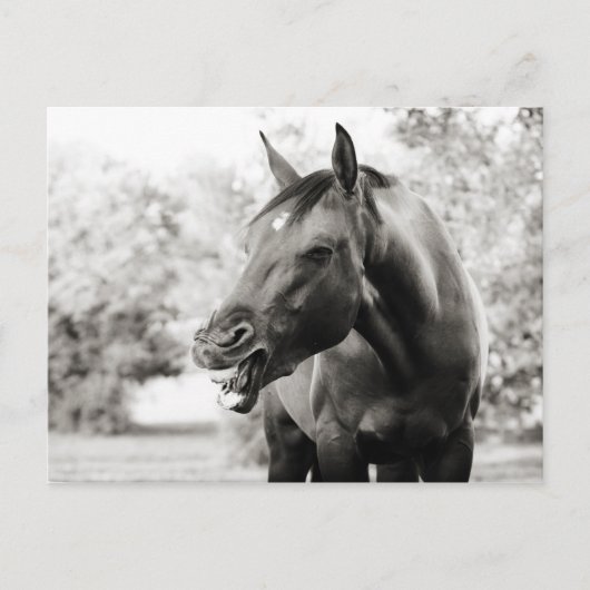 笑おもしろいい馬 ポストカード (正面)