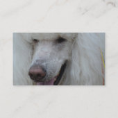 笑った白い標準プードル 名刺 (裏面)