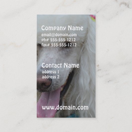 笑った白い標準プードル 名刺 (正面)