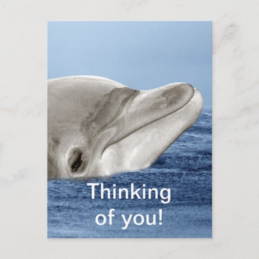 笑っているイルカ ポストカード (正面)