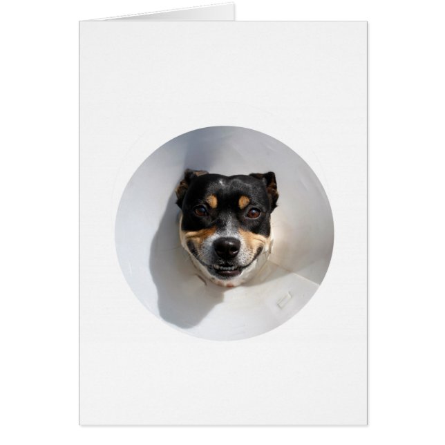 笑顔おもしろいの犬 (正面)