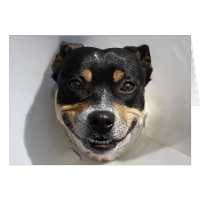 笑顔おもしろいの犬 (正面横)