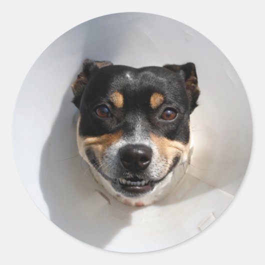笑顔おもしろいの犬 ラウンドシール (正面)