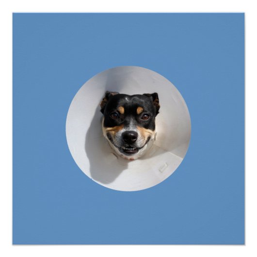 笑顔のおもしろい犬のポスター ポスター (正面)