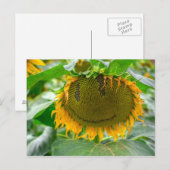 笑顔のひまわり ポストカード (正面/裏面)