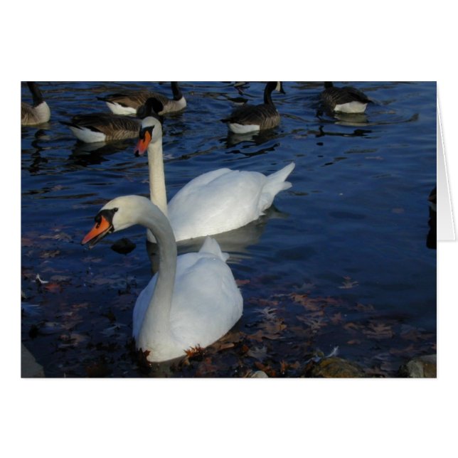 笑顔のスワンカード (正面横)