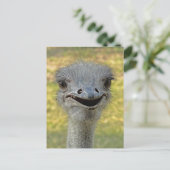 笑顔のダチョウ葉書2 ポストカード (スタンド正面)