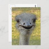 笑顔のダチョウ葉書2 ポストカード (正面/裏面)