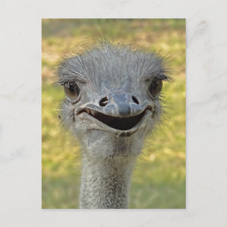 笑顔のダチョウ葉書2 ポストカード