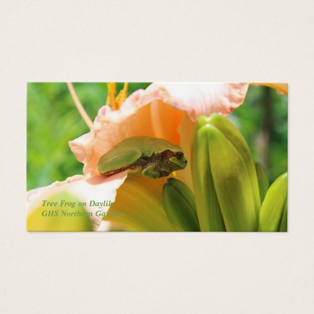 笑顔のツリーフロッグピンクリリー (正面)