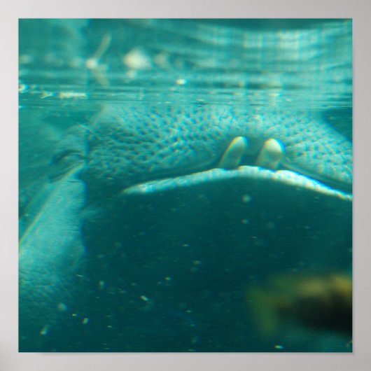 笑顔のヒッポポスター ポスター (正面)