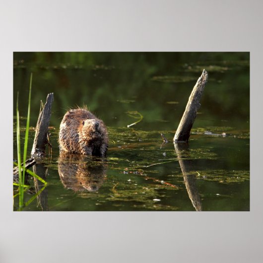 笑顔のビーバー ポスター (正面)