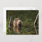 笑顔のビーバー ポストカード (正面/裏面)
